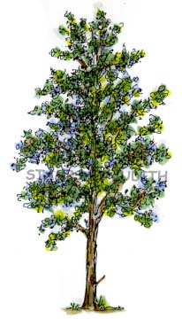 S-65 Leafy Tree